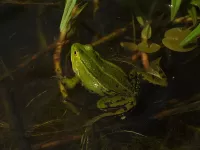 Poelkikker [Rana lessonae]